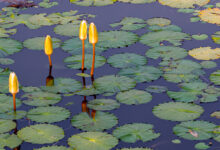 Moskitoschutz - Schutz vor Moskitos und Mücken 32 Ein Teich mit Seerosen ist ein idealer Brutort für Moskitos