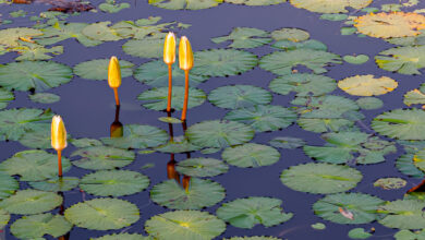 Ein Teich mit Seerosen ist ein idealer Brutort für Moskitos