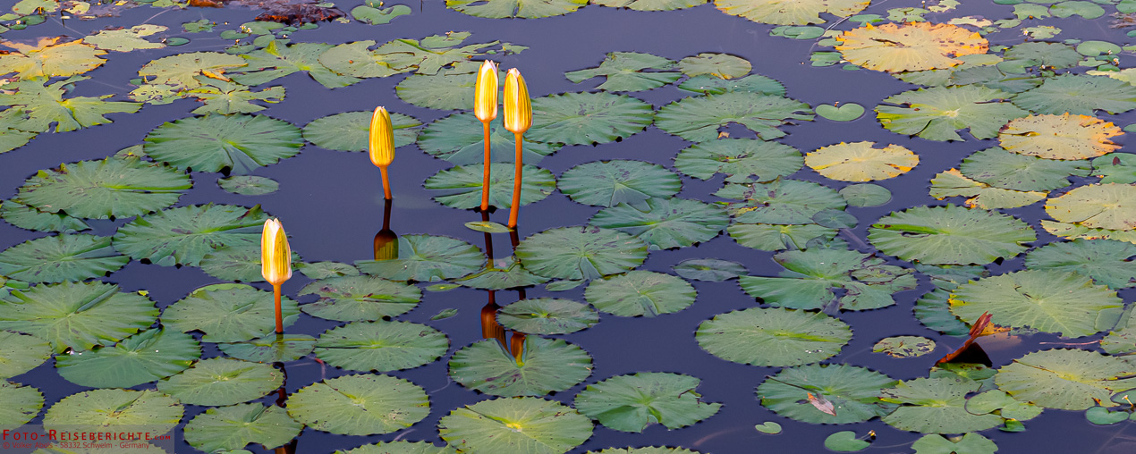 Ein Teich mit Seerosen ist ein idealer Brutort für Moskitos