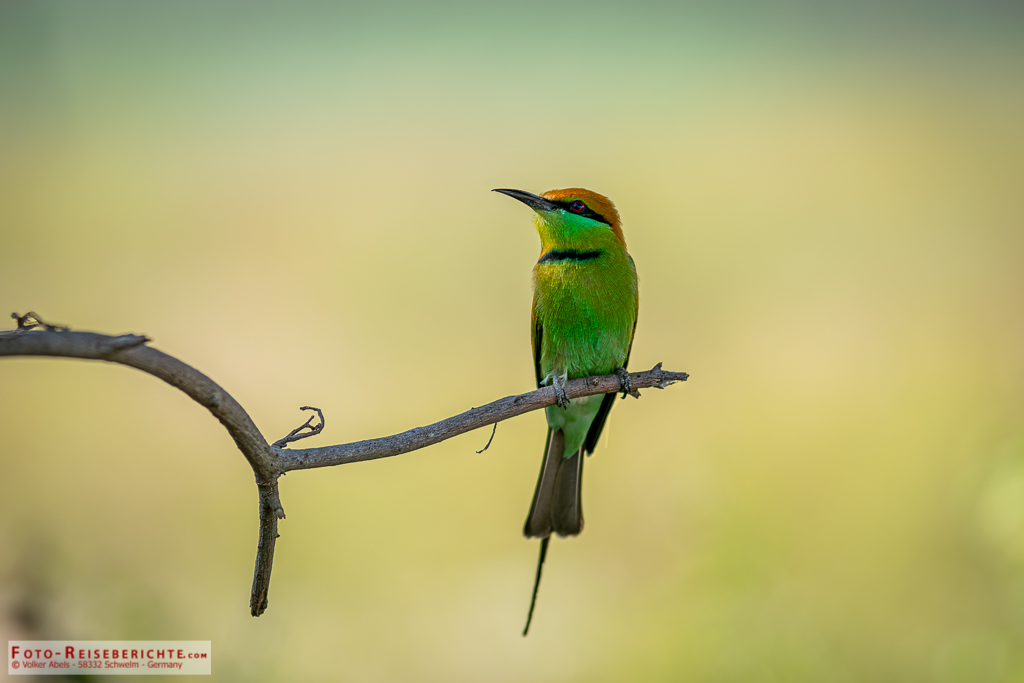 Bienenfresser am Doi Tao in Thailand 3 Bienenfresser - hübscher Vogel in thailand