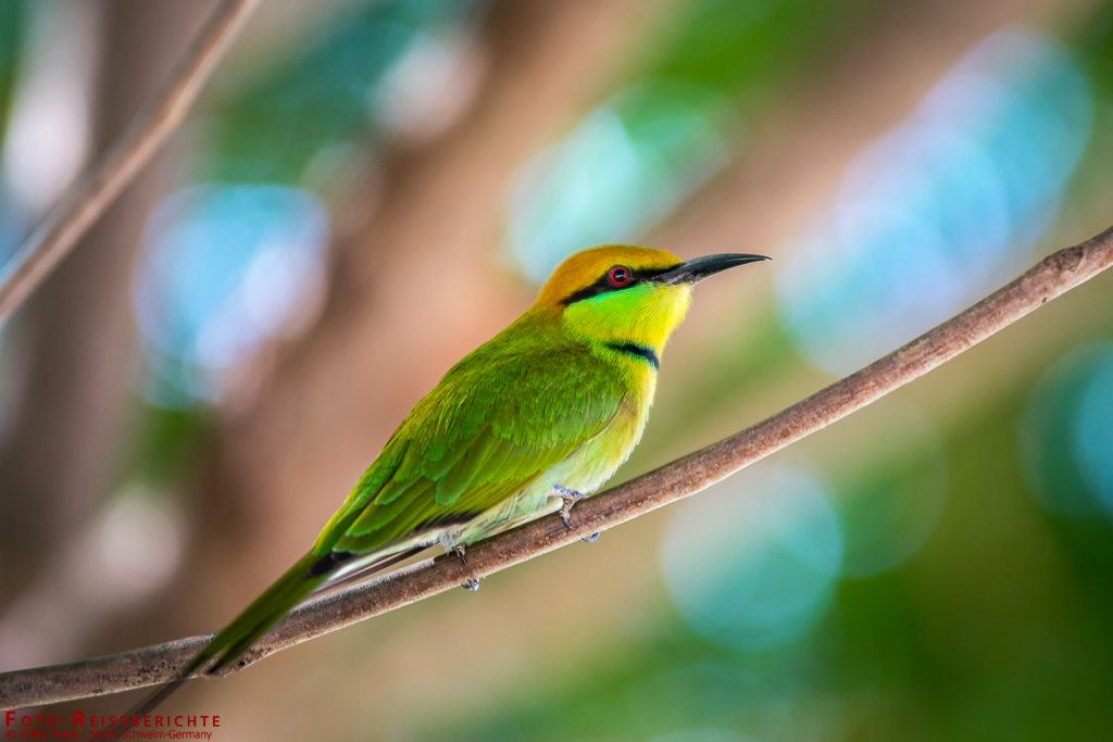 Bienenfresser am Doi Tao in Thailand 2 Bienenfresser in Nordthailand - www.foto-reiseberichte.com