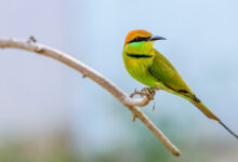 Bienenfresser am Doi Tao in Thailand 7 Der Smaragdspint (Merops orientalis) gehört zur Familie der Bienenfresser (Meropidae).
