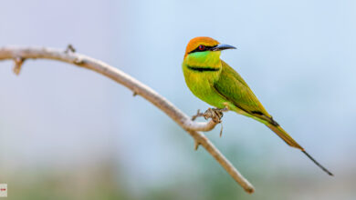 Der Smaragdspint (Merops orientalis) gehört zur Familie der Bienenfresser (Meropidae).