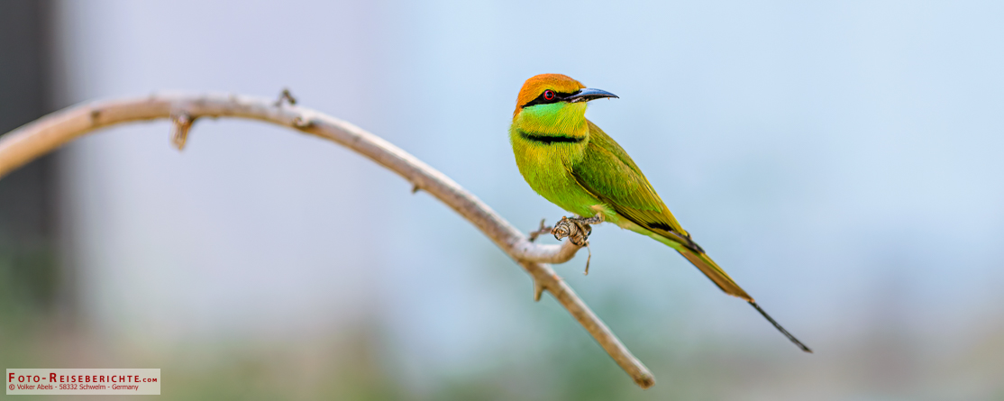 Bienenfresser am Doi Tao in Thailand 1 Der Smaragdspint (Merops orientalis) gehört zur Familie der Bienenfresser (Meropidae).