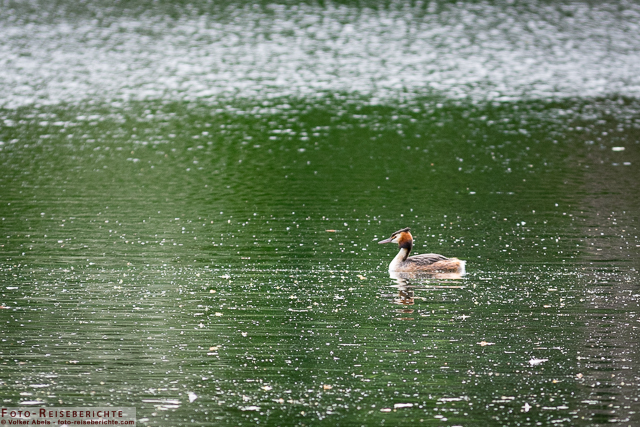 Bislicher Insel - Haubentaucher_01 - © Volker Abels www.foto-reiseberichte.com