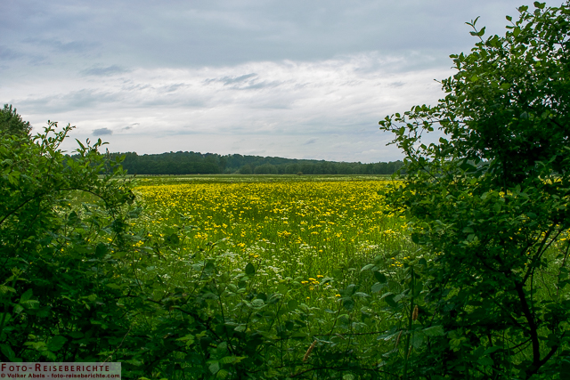 Gelb blühende Wiese - Bislicher Insel_01 - © Volker Abels www.foto-reiseberichte.com