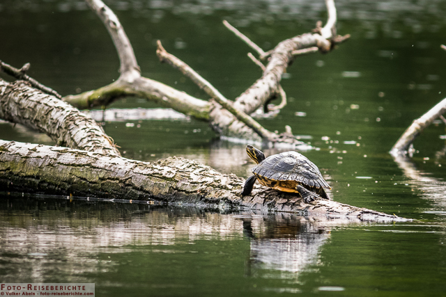 Gelbwangen Schildkröte ruht auf einem Baumstamm_01 - © Volker Abels www.foto-reiseberichte.com