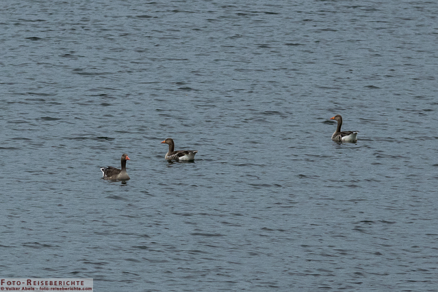 Graugänse auf einem Weiher im Naturschutzgebiet Bislicher Insel_01 - © Volker Abels www.foto-reiseberichte.com
