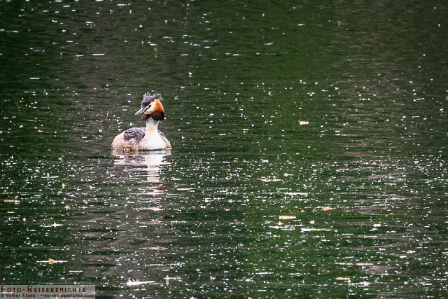 Haubentaucher_01 - © Volker Abels www.foto-reiseberichte.com
