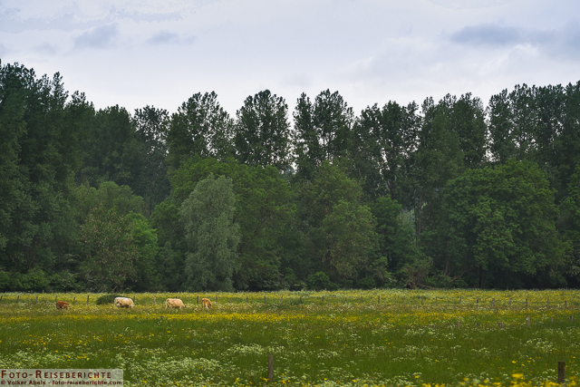 Landschaft auf der Bislicher Insel_01 - © Volker Abels www.foto-reiseberichte.com