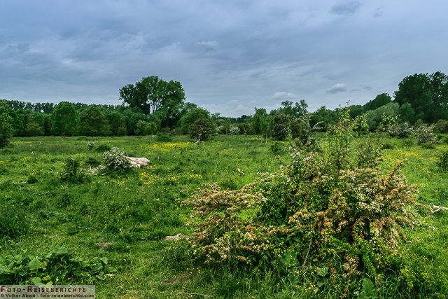 Naturschutzgebiet Bislicher Insel - © Volker Abels www.foto-reiseberichte.com