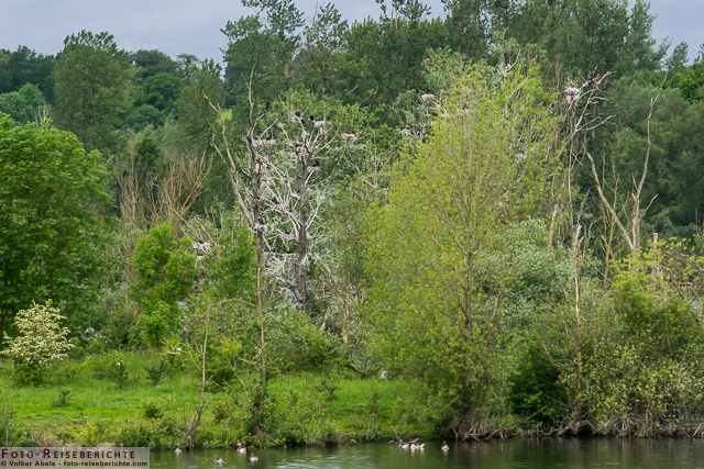 Nistbäume von Kormoranen im Naturschutzgebiet Bislicher Insel_01 - © Volker Abels www.foto-reiseberichte.com