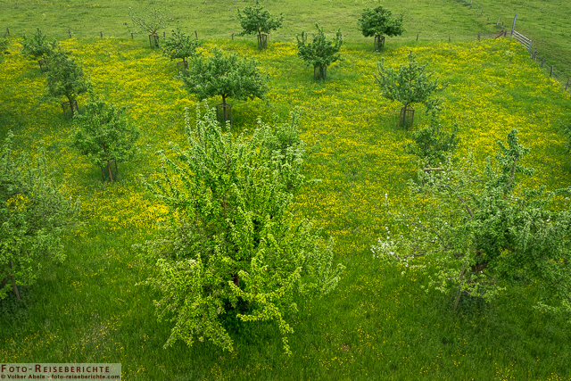 Obstbäume- Bislicher Insel_01 - © Volker Abels www.foto-reiseberichte.com