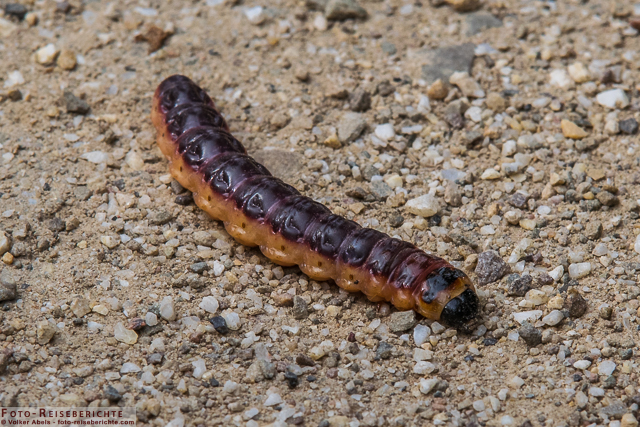Seidenspinner Raupe - © Volker Abels www.foto-reiseberichte.com