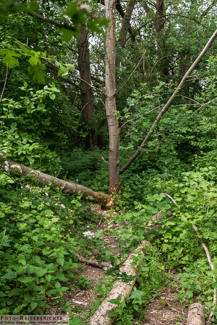 Spuren eines Bibers im Naturschutzgebiet Bislicher Insel_01 - © Volker Abels www.foto-reiseberichte.com