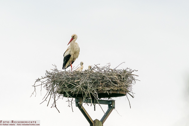 Weißstorch mit Jungtieren_01 - © Volker Abels www.foto-reiseberichte.com
