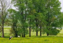 Bislicher Insel Wiesenlandschaft