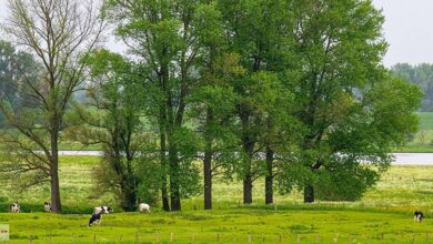 Bislicher Insel Wiesenlandschaft