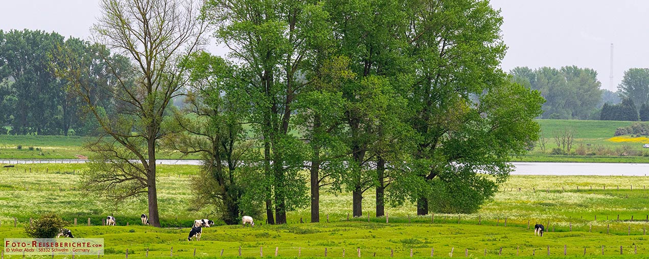 Bislicher Insel Wiesenlandschaft