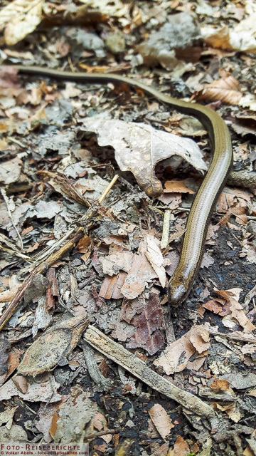 Blindschleiche und Erdkröte - Smartphone Fotos 6 Blindschleiche © Volker Abels - www.foto-reiseberichte.com