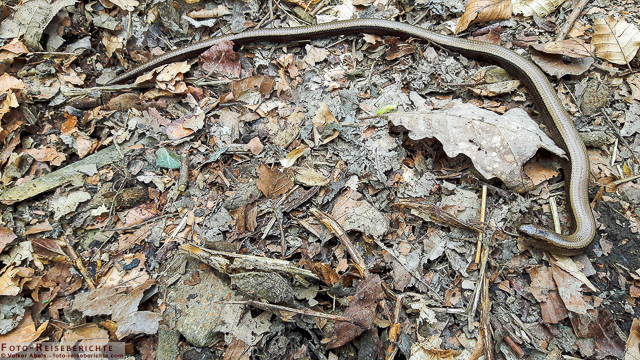 Blindschleiche und Erdkröte - Smartphone Fotos 4 Blindschleiche © Volker Abels - www.foto-reiseberichte.com