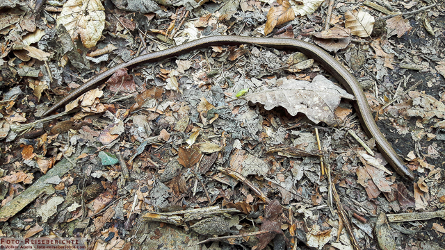 Blindschleiche und Erdkröte - Smartphone Fotos 5 Blindschleiche © Volker Abels - www.foto-reiseberichte.com