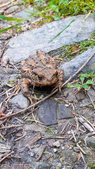 Blindschleiche und Erdkröte - Smartphone Fotos 3 Erdkröte © Volker Abels - www.foto-reiseberichte.com