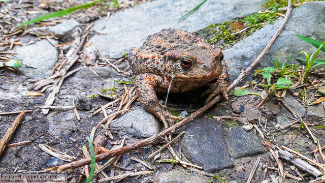 Blindschleiche und Erdkröte - Smartphone Fotos 2 Erdkröte © Volker Abels - www.foto-reiseberichte.com