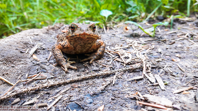 Erdkröte