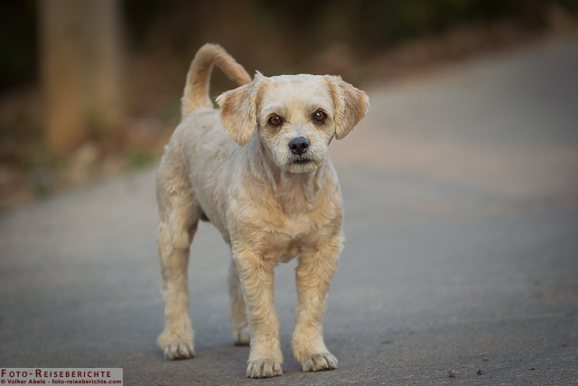 Kleiner Hund in einem Dorf etwas außerhalb von Chiang Mai in Thailand www.foto-reiseberichte.com