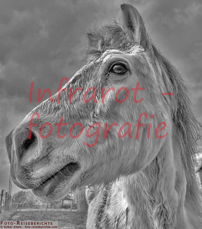 Pferd © Volker Abels - foto-reiseberichte.com