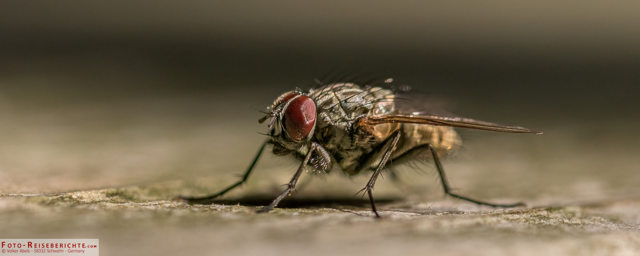 Um Nahausnahmen machen zu können ist ein Makroobjektiv oder einen Nahlinse bzw. Makrolinse notwendig