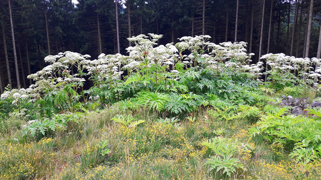 Fotografieren mit dem Smartphone - der Riesenbärenklau 2 Gruppe Riesenbärenklau