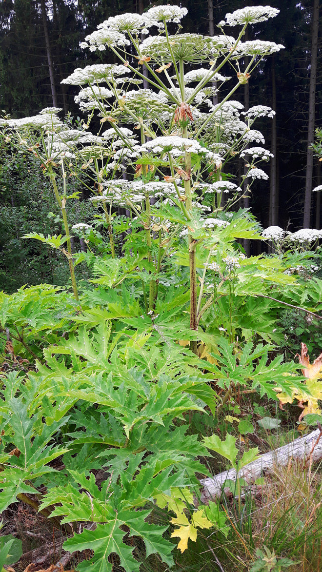 Fotografieren mit dem Smartphone - der Riesenbärenklau 3 Herkulesstaude © Volker Abels
