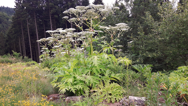 Fotografieren mit dem Smartphone - der Riesenbärenklau 10 Riesenbärenklau © Volker Abels www.foto-reiseberichte.com