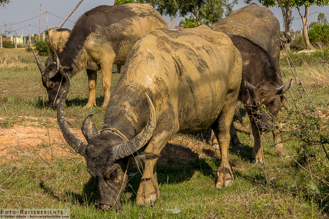 Wasserbüffel in Kambodscha - ein kleines Video 5 Grasende Wasserbüffel in Kambodscha © Volker Abels - www.foto-reiseberichte.com