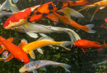 Gasometer Oberhausen - Fotoausstellung Wunder der Natur 10 Goldfische