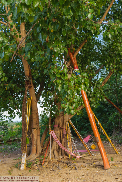 Wat Mok Khan Lan und der Suttichit Buddha Park in Nordthailand 7 Feigenbaum Eingangsbereich - Wat Mok Khan Lan - Suttichit Buddha Park © Volker Abels - www.foto-reiseberichte.com