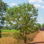Kambodscha – draußen auf dem Land
