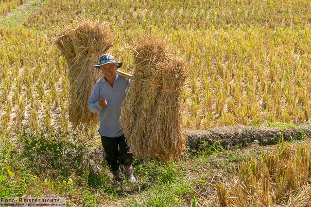 Ein Bauer trägt die Reisbündel zum Dreschplatz - www.foto-reiseberichte.com