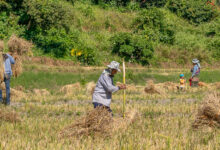 Reisbauern bei Mae Hong Son - Thailand 7 Reisbauern bei der Ernte