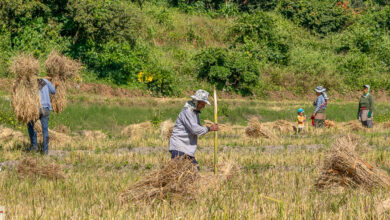 Reisbauern bei der Ernte