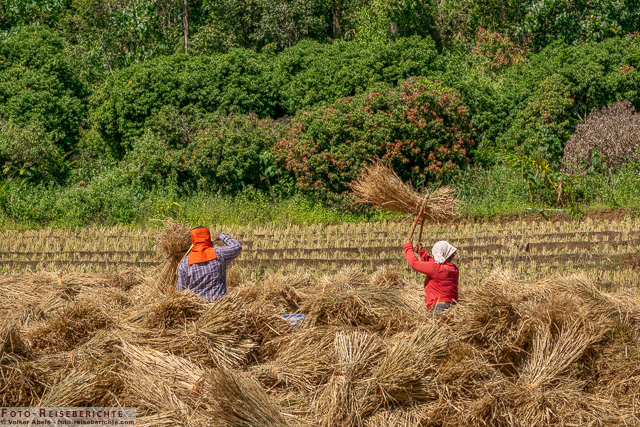 Reisbauern bei der Ernte-foto-reiseberichte.com