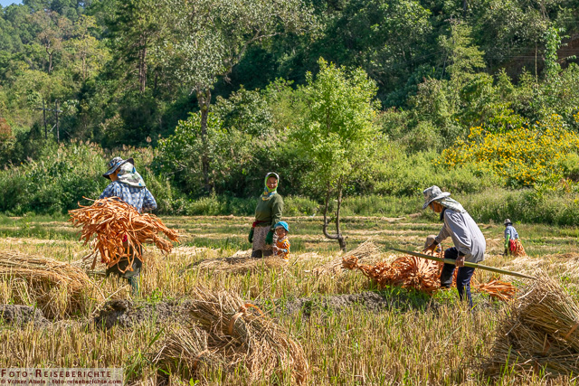 Reisbauern bündeln Reis - www.foto-reiseberichte.com