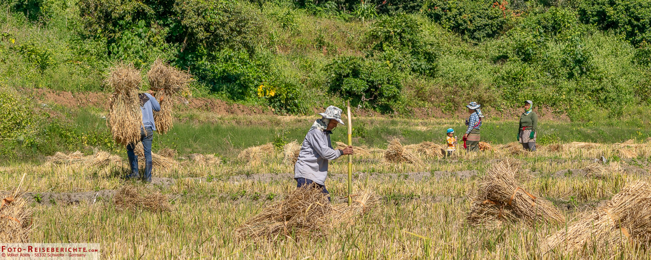 Reisbauern bei der Ernte