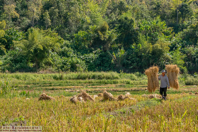 Transport der Reisbündel - www.foto-reiseberichte.com