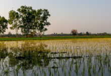 Reisfeld in Thailand - Abendstimmung