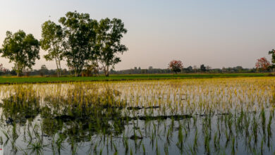 Bildbearbeitung - ein kostenloses Programm um Fotos für das Internet anzupassen 1 Reisfeld in Thailand - Abendstimmung