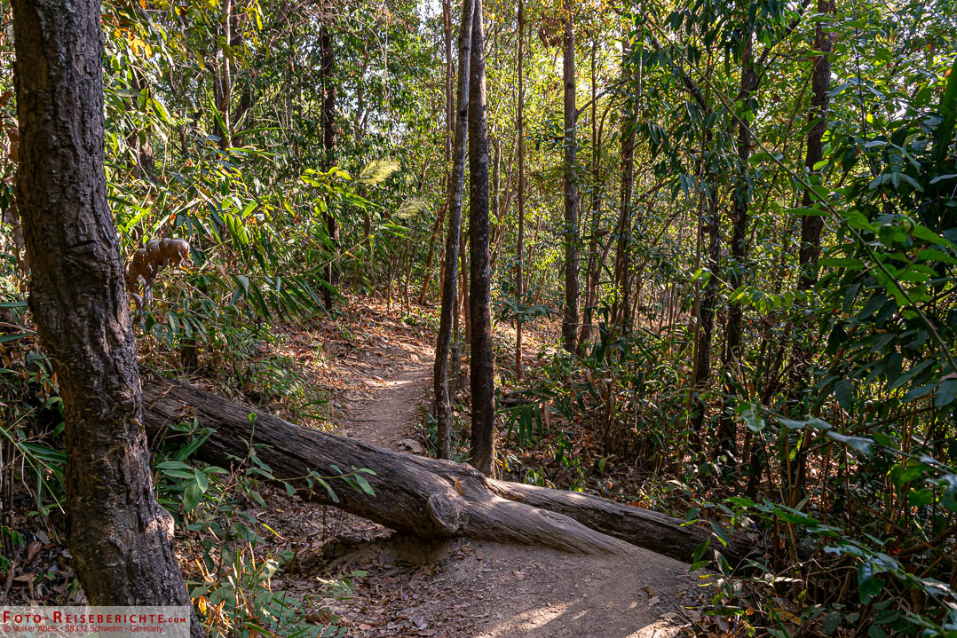 Der Weg hinauf zum Doi Suthep führt zum großen Teil durch Dschungel Auf dem Weg zum Doi Suthep führt der Weg durch Dschungel