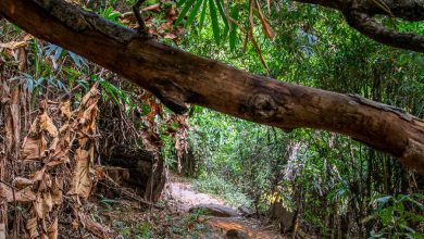 Monks Trail Chiang Mai - Zu Fuß zum Wat Phra That Doi Suthep 1 Auf dem Monks Trail in Chiang Mai